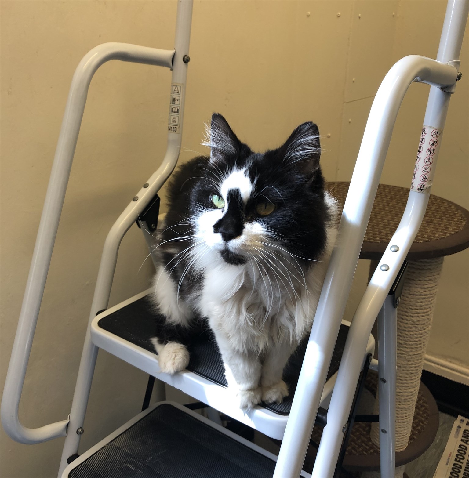We have the purrfect afternoon at The Sheffield Cats Shelter | Sheffield  Mutual